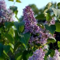 Almindelig Syren Syringa Vulgaris Solitær Busk 150-175 Cm. - Med Klump -Plantetorvet p2098 54117 syringa vulgaris e2e1
