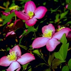 Bjerg-Skovranke 'Freda' Clematis Montana 'Freda' Potte 2,0 Liter,- Opbundet -Plantetorvet p20991 48626 clematis montana freda 5bc6