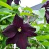 Italiensk Skovranke 'Romantica' Clematis Viticella 'Romantica' Potte 2,0 Liter,- Opbundet -Plantetorvet p20999 50714 clematis viticella romantica f017