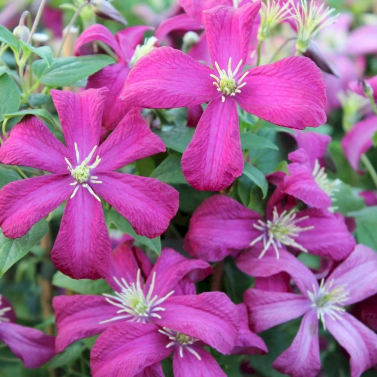 Italiensk Skovranke 'Madame Julia Correvon' Clematis Viticella 'Madame Julia Correvon' Potte 2,0 liter,- Opbundet Italiensk Skovranke 'Madame Julia Correvon' Clematis Viticella 'Madame Julia Correvon' Potte 2,0 Liter,- Opbundet -Plantetorvet p21001 27657 clematis viticella mme julia correvon c289