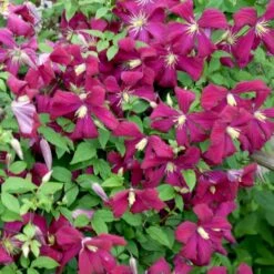 Italiensk Skovranke 'Madame Julia Correvon' Clematis Viticella 'Madame Julia Correvon' Potte 2,0 Liter,- Opbundet 4 Italiensk Skovranke 'Madame Julia Correvon' Clematis Viticella 'Madame Julia Correvon' Potte 2,0 Liter,- Opbundet -Plantetorvet p21001 48672 clematis viticella madame julia correvon 567f