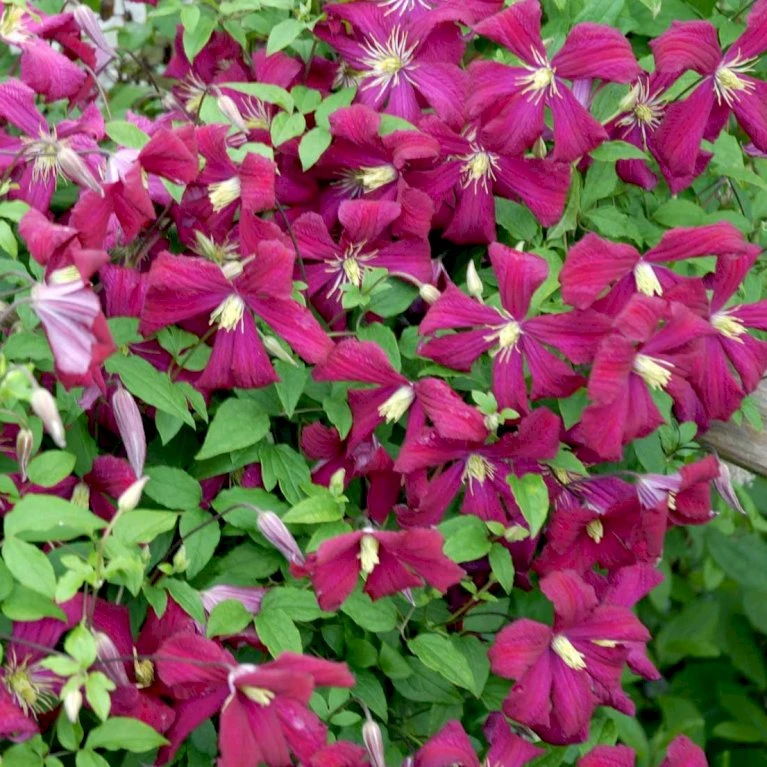 Italiensk Skovranke 'Madame Julia Correvon' Clematis Viticella 'Madame Julia Correvon' Potte 2,0 liter,- Opbundet Italiensk Skovranke 'Madame Julia Correvon' Clematis Viticella 'Madame Julia Correvon' Potte 2,0 Liter,- Opbundet -Plantetorvet p21001 48672 clematis viticella madame julia correvon 567f