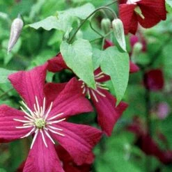 Italiensk Skovranke 'Madame Julia Correvon' Clematis Viticella 'Madame Julia Correvon' Potte 2,0 Liter,- Opbundet 5 Italiensk Skovranke 'Madame Julia Correvon' Clematis Viticella 'Madame Julia Correvon' Potte 2,0 Liter,- Opbundet -Plantetorvet p21001 48673 clematis viticella madame julia correvon 726d