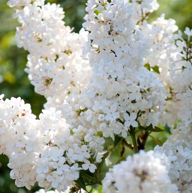 Almindelig Syren Hvid - Syringa vulgaris alba - Hækplanter Almindelig Syren Hvid - Syringa Vulgaris Alba - Hækplanter -Plantetorvet p2101 37450 syringa vulgaris alba 69a5 1