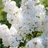 Almindelig Syren Hvid Syringa Vulgaris Alba 5 Liter Potte -Plantetorvet p2101 37450 syringa vulgaris alba 69a5