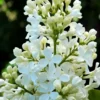 Almindelig Syren Hvid - Syringa Vulgaris Alba - Hækplanter -Plantetorvet p2101 37451 syringa vulgaris alba 6494