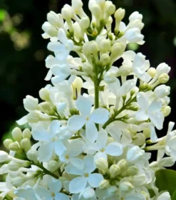 Almindelig Syren Hvid - Syringa Vulgaris Alba - Hækplanter