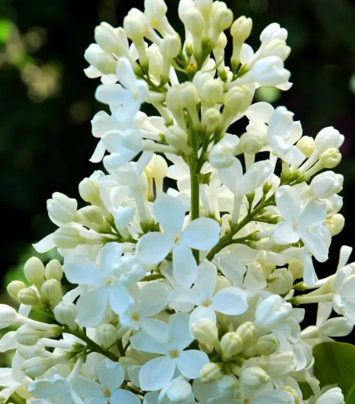 Almindelig Syren Hvid - Syringa vulgaris alba - Hækplanter Almindelig Syren Hvid - Syringa Vulgaris Alba - Hækplanter -Plantetorvet p2101 37451 syringa vulgaris alba 6494