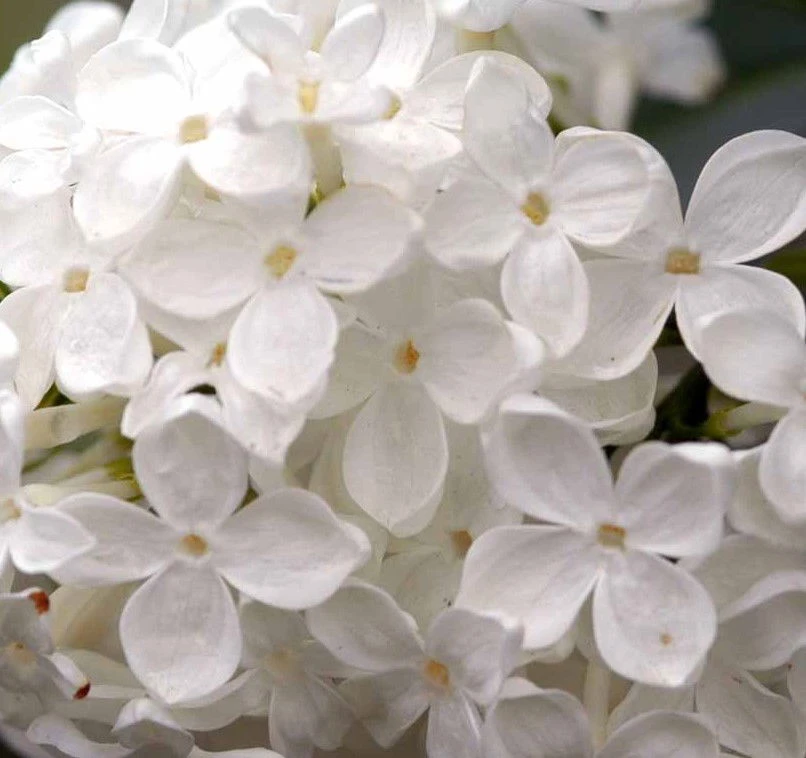 Almindelig Syren Hvid - Syringa vulgaris alba - Hækplanter Almindelig Syren Hvid - Syringa Vulgaris Alba - Hækplanter -Plantetorvet p2101 37452 syringa vulgaris alba bac5 1