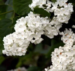 Almindelig Syren Hvid - Syringa Vulgaris Alba - Hækplanter 5 Almindelig Syren Hvid - Syringa Vulgaris Alba - Hækplanter -Plantetorvet p2101 37453 syringa vulgaris alba 6346 1