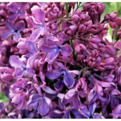 'Charles Joly' Syringa Vul. 'Charles Joly' (storblomstrende) Potte 12 Liter,- 80-100 Cm. -Plantetorvet p2103 39683 syringa vul charles joly storblomstrende abdf