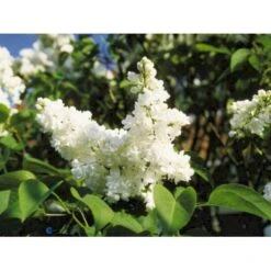 'Mme Lemoine' Syringa Vul, 'Mme. Lemoine' (storblomstrende) Potte 12 Liter,- 80-100 Cm. 4 'Mme Lemoine' Syringa Vul, 'Mme. Lemoine' (storblomstrende) Potte 12 Liter,- 80-100 Cm. -Plantetorvet p2107 1647 syringa vulgaris mme lemoine f290