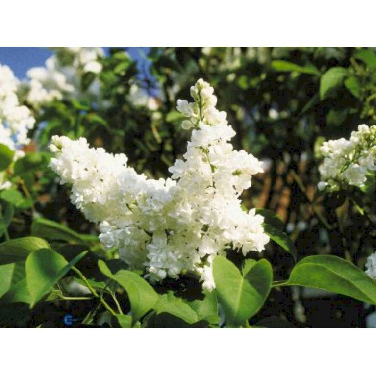 'Mme Lemoine' Syringa Vul, 'Mme. Lemoine' (storblomstrende) Potte 12 liter,- 80-100 cm. 'Mme Lemoine' Syringa Vul, 'Mme. Lemoine' (storblomstrende) Potte 12 Liter,- 80-100 Cm. -Plantetorvet p2107 1647 syringa vulgaris mme lemoine f290