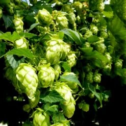 Humle 'Nordbrau' Humulus Lupulus 'Nordbrau' Potte 2,0 Liter,- Opbundet