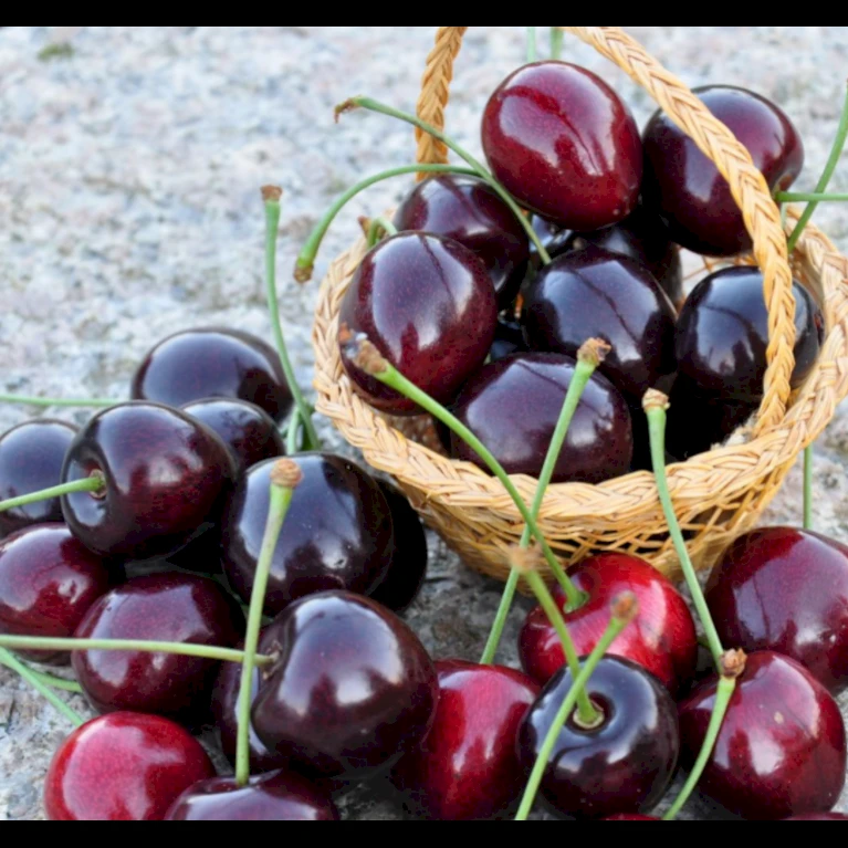 Sød Kirsebær 'Kordia' - Kræver Bestøver Prunus X 'Kordia' - Kræver Bestøver 4-8 grene, 130-170 cm. 10 liter potte (Colt) Sød Kirsebær 'Kordia' - Kræver Bestøver Prunus X 'Kordia' - Kræver Bestøver 4-8 Grene, 130-170 Cm. 10 Liter Potte (Colt) -Plantetorvet p21442 36670 prunus x kordia kraever bestoever 2062