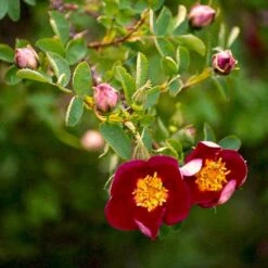 'Single Cherry' Rosa Pimpinellifolia 'Single Cherry' (Klitrose) A-Kvalitet,- Barrods Roser Min. 3 Grene 4 'Single Cherry' Rosa Pimpinellifolia 'Single Cherry' (Klitrose) A-Kvalitet,- Barrods Roser Min. 3 Grene -Plantetorvet p21511 52898 rosa pimpinellifolia single cherry klitrose 5e22