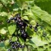Solbær 'Ben Sarek' Ribes Nigrum 'Ben Sarek' Potte 2,0 Liter,- Opbundet -Plantetorvet p21588 50627 ribes nigrum ben sarek 3297