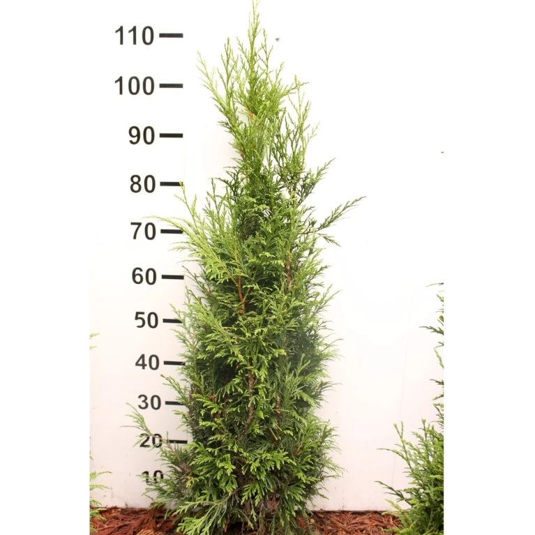 Kæmpethuja Thuja Plicata 'Martin' Med klump,- 80-100 cm. Kæmpethuja Thuja Plicata 'Martin' Med Klump,- 80-100 Cm. -Plantetorvet p21652 52750 thuja plicata martin 66f2