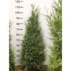 Kæmpethuja - Thuja Plicata 'Martin' - Hækplanter 1 Kæmpethuja - Thuja Plicata 'Martin' - Hækplanter -Plantetorvet p21652 52751 thuja plicata martin 4da3.jpeg