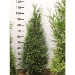 Kæmpethuja - Thuja Plicata 'Martin' - Hækplanter