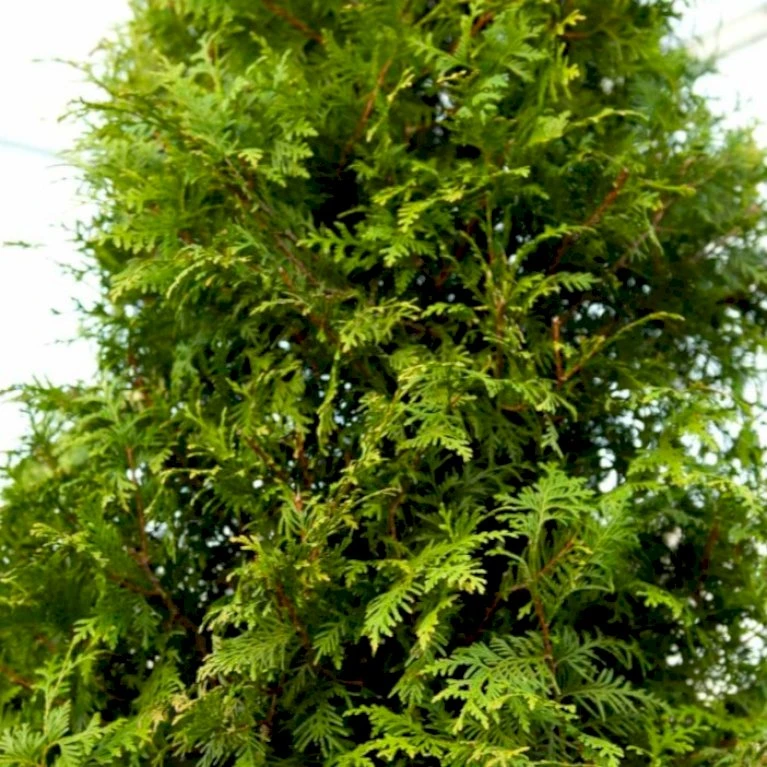 Kæmpethuja Thuja Plicata 'Martin' Med klump,- 80-100 cm. Kæmpethuja Thuja Plicata 'Martin' Med Klump,- 80-100 Cm. -Plantetorvet p21652 52864 thuja plicata martin fd26 1