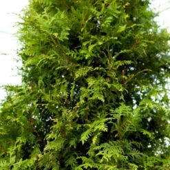 Kæmpethuja - Thuja Plicata 'Martin' - Hækplanter 4 Kæmpethuja - Thuja Plicata 'Martin' - Hækplanter -Plantetorvet p21652 52864 thuja plicata martin fd26