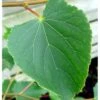 Småbladet Lind 'Greenspire' Tilia Cordata 'Greenspire' Stammehøjde Ca. 220-240cm. + Krone,- Omkreds 20-25 Cm. Med Klump.