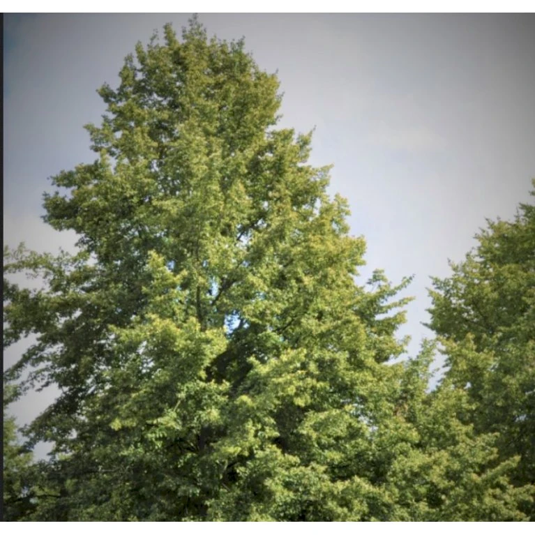 Småbladet Lind 'Greenspire' Tilia Cordata 'Greenspire' Stammehøjde ca. 220-240cm. + krone,- omkreds 20-25 cm. med klump. Småbladet Lind 'Greenspire' Tilia Cordata 'Greenspire' Stammehøjde Ca. 220-240cm. + Krone,- Omkreds 20-25 Cm. Med Klump. -Plantetorvet p2168 41051 tilia cordata greenspire 1d76