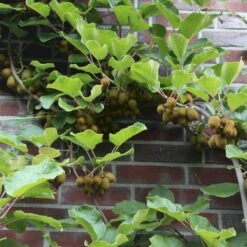 Kiwi 'Jenny' Actinidia Chinensis 'Jenny' (Selvbestøvende) Potte 2,0 Liter,- Opbundet -Plantetorvet p21775 50527 actinidia chinensis jenny selvbestoevende 1920