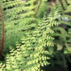 Mosbregne Polystichum Setiferum 'Herrenhausen' 1 Liter Potte