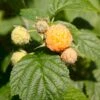 Efterårs Hindbær 'Golden Queen'® Rubus Idaeus 'Golden Queen'® Potte 2,0 Liter,- Opbundet -Plantetorvet p21880 48852 rubus idaeus golden queen 6614