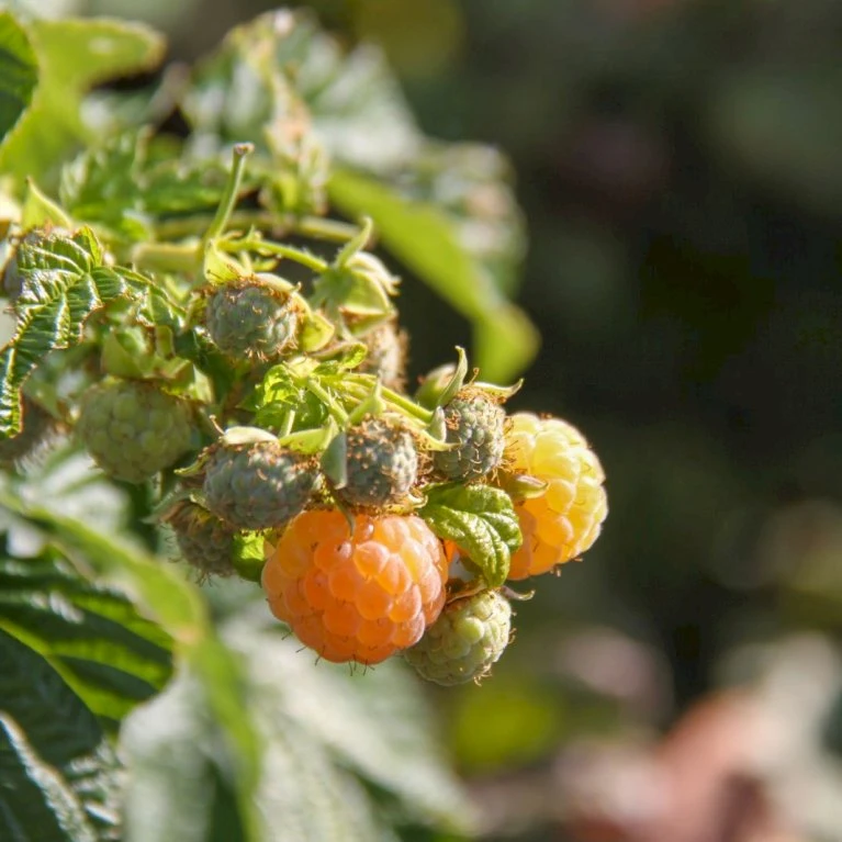 Efterårs Hindbær 'Golden Queen'® Rubus Idaeus 'Golden Queen'® Potte 2,0 liter,- Opbundet Efterårs Hindbær 'Golden Queen'® Rubus Idaeus 'Golden Queen'® Potte 2,0 Liter,- Opbundet -Plantetorvet p21880 50666 rubus idaeus golden queen e528