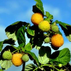 Efterårs Hindbær 'Golden Everest' Rubus Idaeus 'Golden Everest' Potte 2,0 Liter,- Opbundet