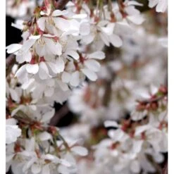 Hængende Yoshino-kirsebær 'Ivensii' Prunus Yedoensis 'Ivensii' Opstammet,- Potte 10 Liter,- 80 Cm. Stamme