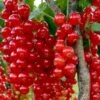 Ribs 'Rolan' Ribes Rubrum 'Rolan' 3,5 Liter Potte -Plantetorvet p22168 48794 ribes rubrum rolan 0d90
