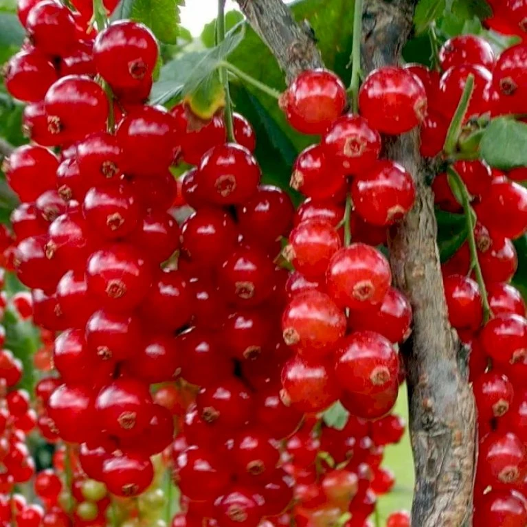 Ribs 'Rolan' Ribes Rubrum 'Rolan' 3,5 liter potte Ribs 'Rolan' Ribes Rubrum 'Rolan' 3,5 Liter Potte -Plantetorvet p22168 48794 ribes rubrum rolan 0d90