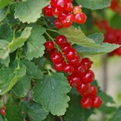 Ribs 'Rolan' Ribes Rubrum 'Rolan' 3,5 Liter Potte 4 Ribs 'Rolan' Ribes Rubrum 'Rolan' 3,5 Liter Potte -Plantetorvet p22168 50632 ribes rubrum rolan 5b2f