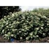 Dværgkvalkved Viburnum Davidii Potte 3,0 Liter,- 25-30 Cm. 1 Dværgkvalkved Viburnum Davidii Potte 3,0 Liter,- 25-30 Cm. -Plantetorvet p2216 1707 viburnum davidii f661