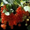 Ribs 'Rosetta' Ribes Rubrum 'Rosetta' 5 Liter Potte