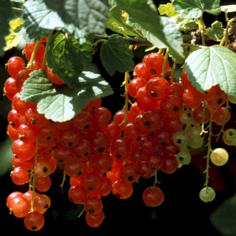 Ribs 'Rosetta' Ribes Rubrum 'Rosetta' 5 Liter potte Ribs 'Rosetta' Ribes Rubrum 'Rosetta' 5 Liter Potte -Plantetorvet p22170 48796 ribes rubrum rosetta 07b4