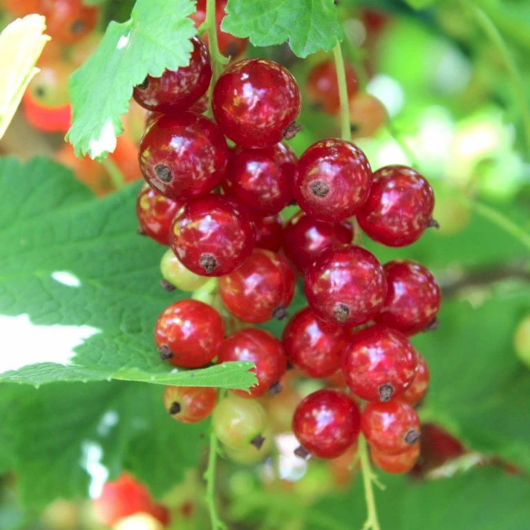 Ribs 'Rosetta' Ribes Rubrum 'Rosetta' 5 Liter potte Ribs 'Rosetta' Ribes Rubrum 'Rosetta' 5 Liter Potte -Plantetorvet p22170 50633 ribes rubrum rosetta 79b1