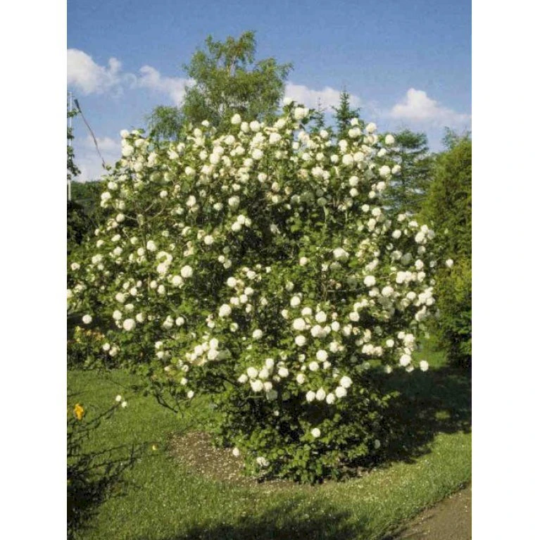 Snebolle Viburnum Opulus 'Roseum' Med klump,- 125-150 cm. Snebolle Viburnum Opulus 'Roseum' Med Klump,- 125-150 Cm. -Plantetorvet p2220 1711 viburnum opulus roseum fa76
