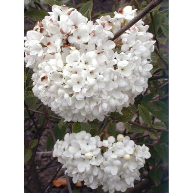 Duft-snebolle (vintergrøn) Viburnum X Burkwoodii Solitær busk 150-175 cm. høj,- 100-150 cm. bred., med trådklump Duft-snebolle (vintergrøn) Viburnum X Burkwoodii Solitær Busk 150-175 Cm. Høj,- 100-150 Cm. Bred., Med Trådklump -Plantetorvet p2226 1717 viburnum x burkwoodii 83df