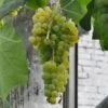 Vin 'Himrod' Vitis Vinifera 'Himrod' Potte 3,0 Liter,- Opbundet 80-100 Cm. -Plantetorvet p2230 47548 vitis hybrid himrod 870f