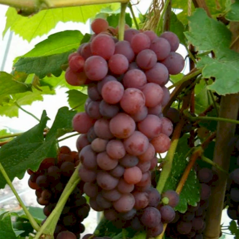 Vin 'Vanessa' Vitis Vinifera 'Vanessa' Potte 3,0 liter,- Opbundet 80-100 cm. Vin 'Vanessa' Vitis Vinifera 'Vanessa' Potte 3,0 Liter,- Opbundet 80-100 Cm. -Plantetorvet p2234 48955 vitis vinifera vanessa e867