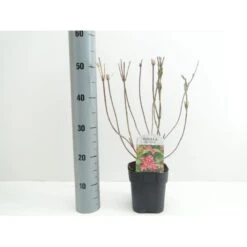 Klokkebusk 'Red Prince' Weigela Hybrid 'Red Prince' Potte 2,0 Liter,- 40-60 Cm.