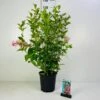 Klokkebusk 'Styriaca' Weigela Hybrid 'Styriaca' Potte 6,5 Liter 60-80 Cm. -Plantetorvet p2264 42377 weigela hybrid styriaca a3cd