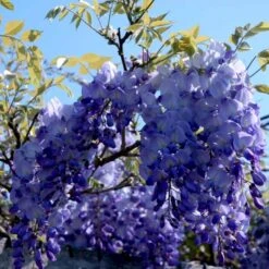 Kinesisk Blåregn 'Prolific' Wisteria Sinensis 'Prolific' Potte 7,5 Liter,- Opbundet 150-200 Cm. -Plantetorvet p2265 48968 wisteria sinensis prolific 8130