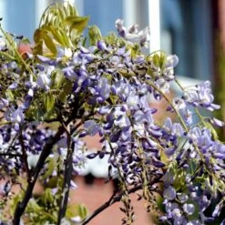 Kinesisk Blåregn 'Prolific' Wisteria Sinensis 'Prolific' Potte 7,5 Liter,- Opbundet 150-200 Cm. -Plantetorvet p2265 48969 wisteria sinensis prolific 5cf1
