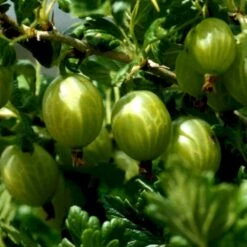 Stikkelsbær 'Achilles' Ribes Uva-crispa 'Achilles' 3,5 Liter Potte